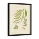 Helechos Con Platemark Ii - Vision Studio | Cuadro decorativo de Canvas Lab