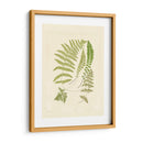 Helechos Con Platemark Ii - Vision Studio | Cuadro decorativo de Canvas Lab