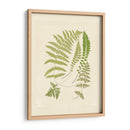 Helechos Con Platemark Ii - Vision Studio | Cuadro decorativo de Canvas Lab