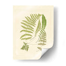 Helechos Con Platemark Ii - Vision Studio | Cuadro decorativo de Canvas Lab