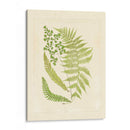 Helechos Con Platemark Iii - Vision Studio | Cuadro decorativo de Canvas Lab