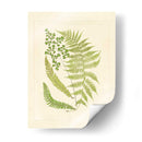 Helechos Con Platemark Iii - Vision Studio | Cuadro decorativo de Canvas Lab