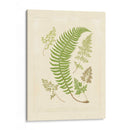 Helechos Con Platemark Iv - Vision Studio | Cuadro decorativo de Canvas Lab