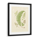 Helechos Con Platemark Iv - Vision Studio | Cuadro decorativo de Canvas Lab