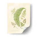 Helechos Con Platemark Iv - Vision Studio | Cuadro decorativo de Canvas Lab