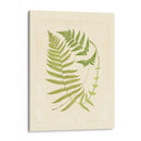 Helechos Con Platemark V - Vision Studio | Cuadro decorativo de Canvas Lab