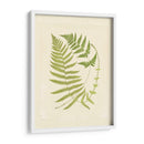 Helechos Con Platemark V - Vision Studio | Cuadro decorativo de Canvas Lab