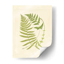 Helechos Con Platemark V - Vision Studio | Cuadro decorativo de Canvas Lab