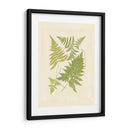 Helechos Con Platemark Vi - Vision Studio | Cuadro decorativo de Canvas Lab