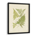 Helechos Con Platemark Vi - Vision Studio | Cuadro decorativo de Canvas Lab