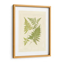 Helechos Con Platemark Vi - Vision Studio | Cuadro decorativo de Canvas Lab