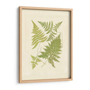 Helechos Con Platemark Vi - Vision Studio | Cuadro decorativo de Canvas Lab