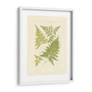 Helechos Con Platemark Vi - Vision Studio | Cuadro decorativo de Canvas Lab