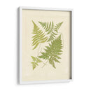 Helechos Con Platemark Vi - Vision Studio | Cuadro decorativo de Canvas Lab