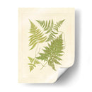 Helechos Con Platemark Vi - Vision Studio | Cuadro decorativo de Canvas Lab