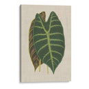 Hojas En La Ropa Iii | Cuadro decorativo de Canvas Lab