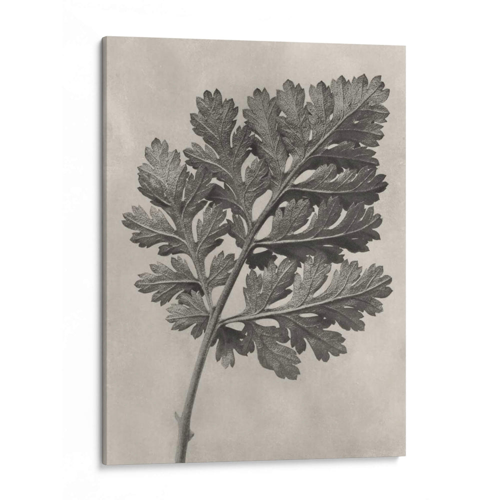 Blossfeldt Botanical Iii - Karl Blossfeldt | Cuadro decorativo de Canvas Lab