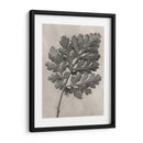 Blossfeldt Botanical Iii - Karl Blossfeldt | Cuadro decorativo de Canvas Lab