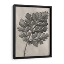 Blossfeldt Botanical Iii - Karl Blossfeldt | Cuadro decorativo de Canvas Lab