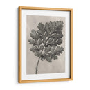 Blossfeldt Botanical Iii - Karl Blossfeldt | Cuadro decorativo de Canvas Lab