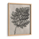 Blossfeldt Botanical Iii - Karl Blossfeldt | Cuadro decorativo de Canvas Lab