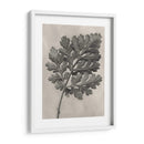 Blossfeldt Botanical Iii - Karl Blossfeldt | Cuadro decorativo de Canvas Lab