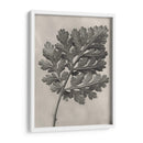 Blossfeldt Botanical Iii - Karl Blossfeldt | Cuadro decorativo de Canvas Lab