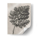 Blossfeldt Botanical Iii - Karl Blossfeldt | Cuadro decorativo de Canvas Lab