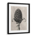 Blossfeldt Botanical Iv - Karl Blossfeldt | Cuadro decorativo de Canvas Lab