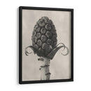 Blossfeldt Botanical Iv - Karl Blossfeldt | Cuadro decorativo de Canvas Lab