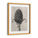Blossfeldt Botanical Iv - Karl Blossfeldt | Cuadro decorativo de Canvas Lab