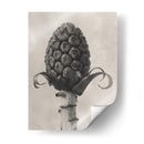 Blossfeldt Botanical Iv - Karl Blossfeldt | Cuadro decorativo de Canvas Lab