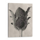 Blossfeldt Botanical Vi - Karl Blossfeldt | Cuadro decorativo de Canvas Lab