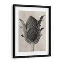 Blossfeldt Botanical Vi - Karl Blossfeldt | Cuadro decorativo de Canvas Lab