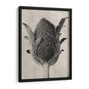 Blossfeldt Botanical Vi - Karl Blossfeldt | Cuadro decorativo de Canvas Lab