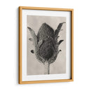 Blossfeldt Botanical Vi - Karl Blossfeldt | Cuadro decorativo de Canvas Lab