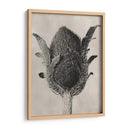 Blossfeldt Botanical Vi - Karl Blossfeldt | Cuadro decorativo de Canvas Lab