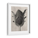 Blossfeldt Botanical Vi - Karl Blossfeldt | Cuadro decorativo de Canvas Lab