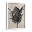 Blossfeldt Botanical Vi - Karl Blossfeldt | Cuadro decorativo de Canvas Lab