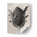 Blossfeldt Botanical Vi - Karl Blossfeldt | Cuadro decorativo de Canvas Lab