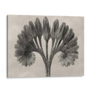Blossfeldt Botánico Vii - Karl Blossfeldt | Cuadro decorativo de Canvas Lab