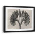 Blossfeldt Botánico Vii - Karl Blossfeldt | Cuadro decorativo de Canvas Lab