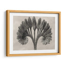 Blossfeldt Botánico Vii - Karl Blossfeldt | Cuadro decorativo de Canvas Lab