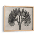 Blossfeldt Botánico Vii - Karl Blossfeldt | Cuadro decorativo de Canvas Lab
