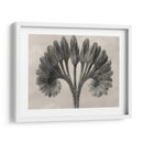 Blossfeldt Botánico Vii - Karl Blossfeldt | Cuadro decorativo de Canvas Lab