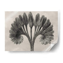 Blossfeldt Botánico Vii - Karl Blossfeldt | Cuadro decorativo de Canvas Lab