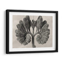 Blossfeldt Botanical Viii - Karl Blossfeldt | Cuadro decorativo de Canvas Lab