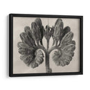 Blossfeldt Botanical Viii - Karl Blossfeldt | Cuadro decorativo de Canvas Lab