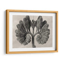 Blossfeldt Botanical Viii - Karl Blossfeldt | Cuadro decorativo de Canvas Lab