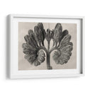 Blossfeldt Botanical Viii - Karl Blossfeldt | Cuadro decorativo de Canvas Lab
